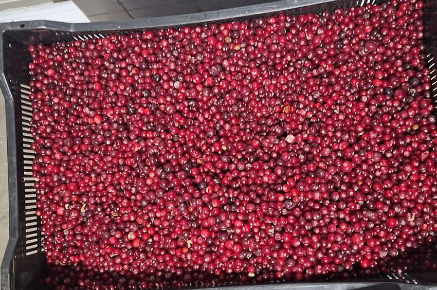 Клюква свежая